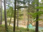 Swinley Forest